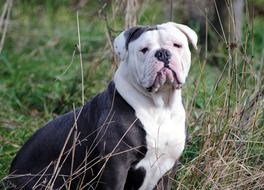 Black and white English Bulldog