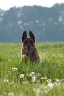 friendly malinois dog on the dandelion field