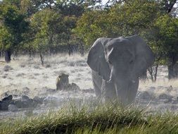 Elephant and lion in Namibia in Africa