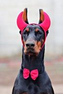 doberman in satan's costume
