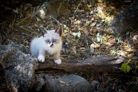 beige kitten with blue eyes