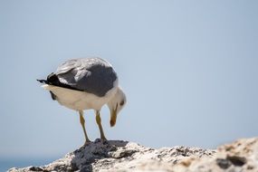 Seagull on stone at sea, bottom view