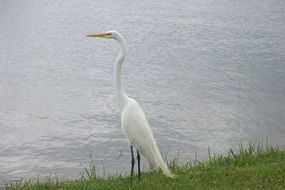 white wild bird near the water