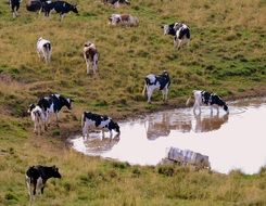 cows at a watering near a pasture