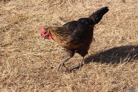 brown Chicken walking on dry grass