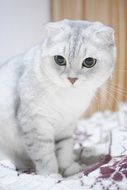 Scottish Fold Cats close-up