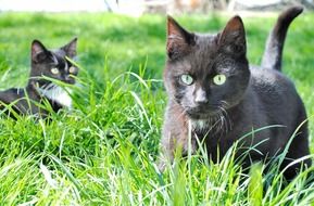 domestic black cats among green grass close-up on blurred background