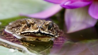 big frog close up