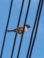 cute sparrow on cables