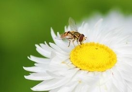 Insect on the daisy