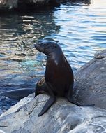 Sea Lion mamals on a stone near the water