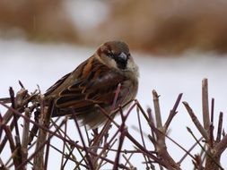 sparrow on a bush in winter