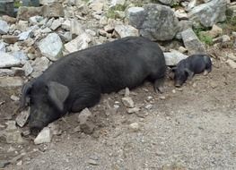 Pigs Black Animals