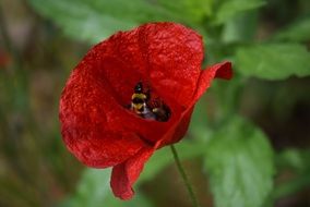 Poppy Spring witg bee