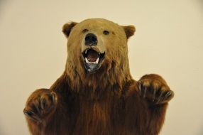 stuffed bear in museums