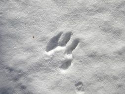 dog trail on white snow