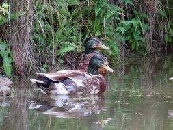 ducks in the undergrowth on the water