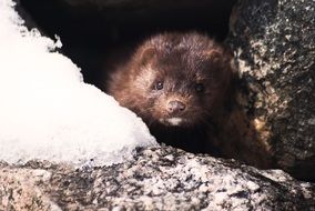 hiding mink in winter