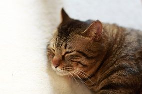 Cat sleeping on the bedcover