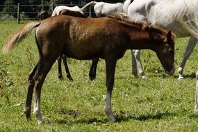 brown foal on pasture