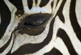 eye of a zebra close-up