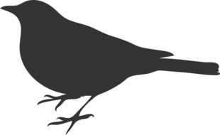 silhouette of crows on white background