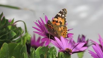 sitting butterfly on the purple spring flowers