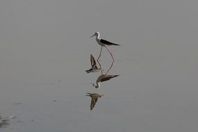 Heron reflection in the lake, ran of kutch