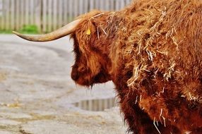 Brown bull with big horns on the farm