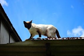 Siamese cat on a tiled roof