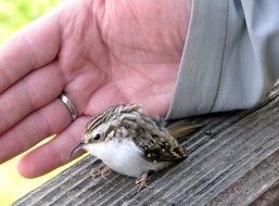 small bird smaller than human hand