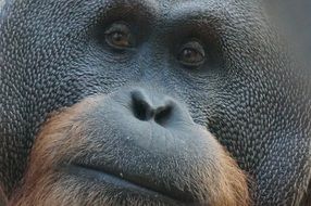 portrait of an orangutan with smart eyes