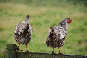 chickens on the fence