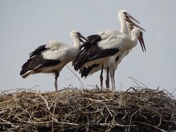 young storks standing in the nest