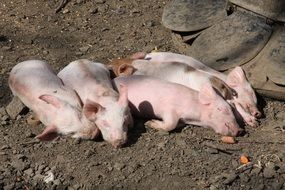 five pink Piglets Sleeping together on ground