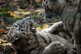 two white playful tigers on a blurred background