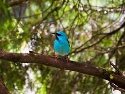 Bird Birdie Colorful