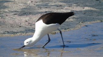 black and white seagull with black plumage on the shore