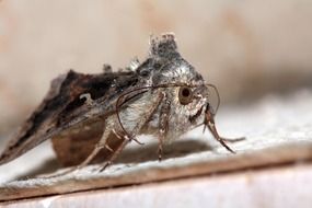 hairy moth close up