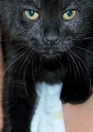 Cat Black Head