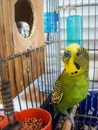 Couple Parrot