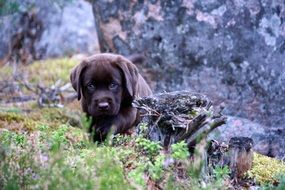Cute and beautiful brown puppy near the rocks and wood