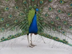 colorful handsome male peacock