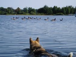 Hunting Dog Is Swimming