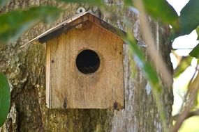 closeup picture of wooden birdhouse on a tree in Sri Lanka