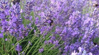 field of purple flowers with green leaves