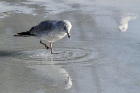 seagull walking on melting ice