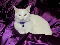 white cat on a purple plaid