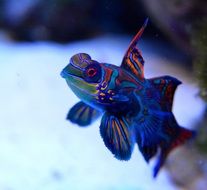 Mandarin Reef Fish swim in saltwater aquarium