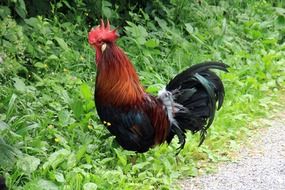 colorful rooster in the thick grass